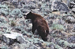 Un ours noir a traversé la rivière devant les Canoës.